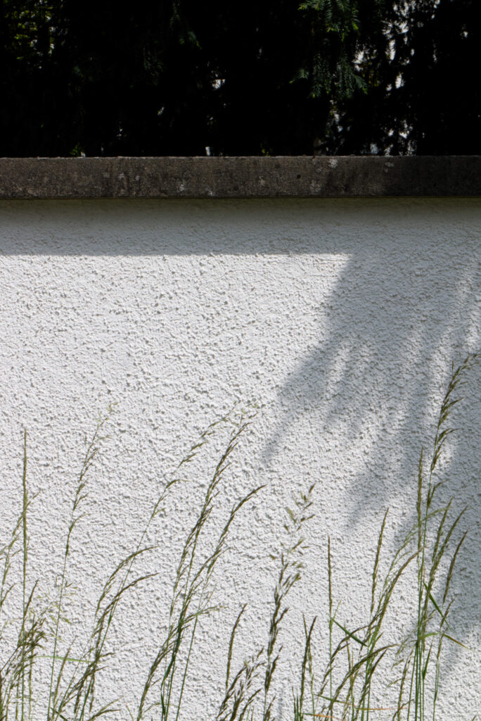 Detailausschnitt einer verputzen Aussenwand mit Gräser im Vordergrund
